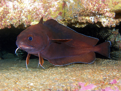 Lotella rhacina