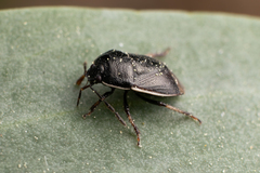 Legnotus limbosus