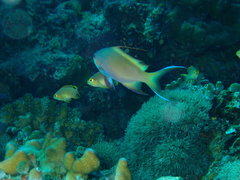 Pseudanthias huchtii