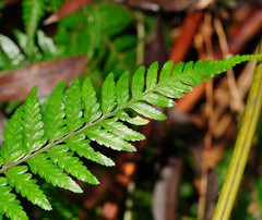 Parapolystichum acuminatum