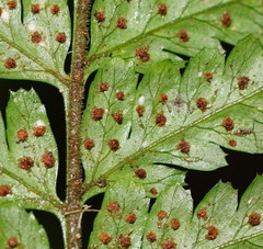 Parapolystichum acuminatum