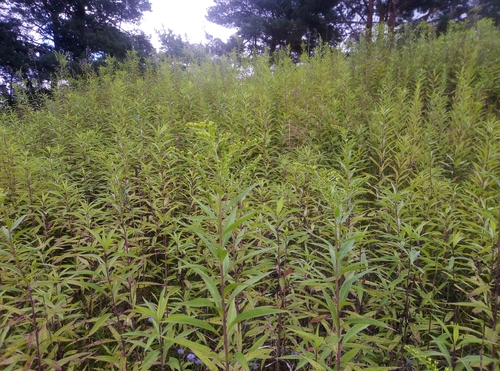 giant goldenrod
