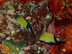 Pycnochromis retrofasciatus