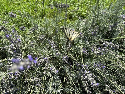 Scarce Swallowtail