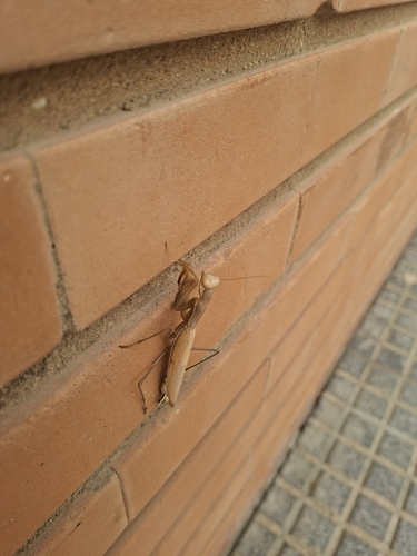 European Mantis