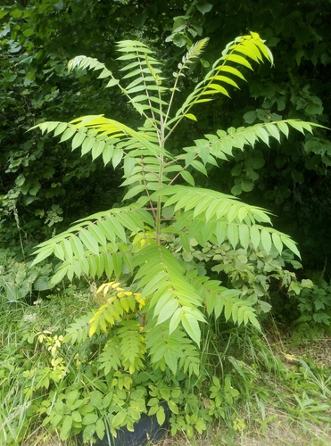staghorn sumac
