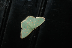 Comostola meritaria