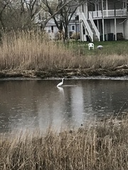 Ardea alba