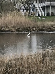 Ardea alba