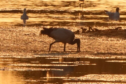 iNaturalist image