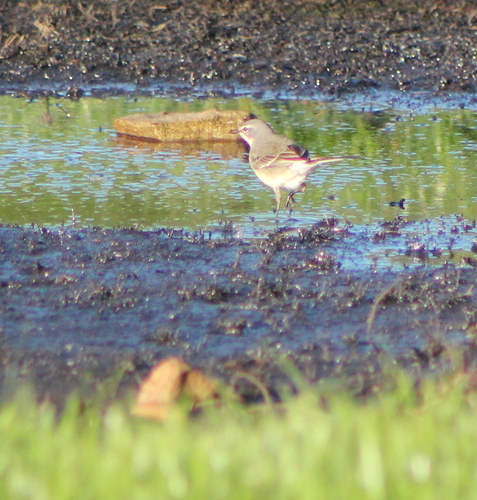 iNaturalist: (c) jeanelz, some rights reserved (CC BY-NC), uploaded by jeanelz iNaturalist image
