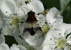 Leucozona lucorum