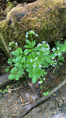 Cardamine amara