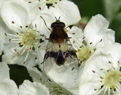 Leucozona lucorum