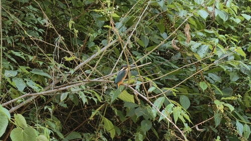 Common Kingfisher
