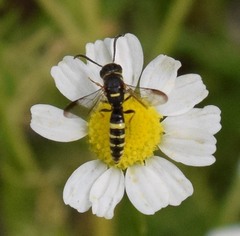 Sapyga louisi