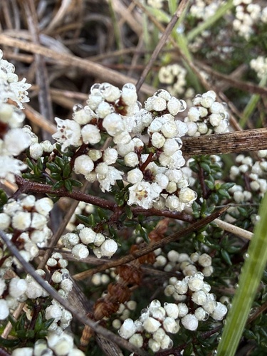 prickly cryptandra
