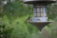Poecile carolinensis