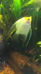 Pterophyllum scalare