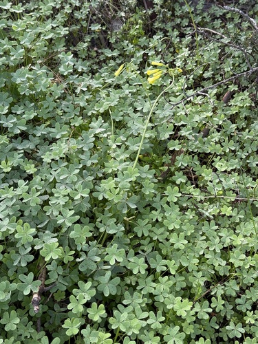 Bermuda buttercup