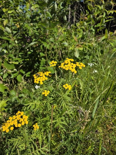 Common Tansy