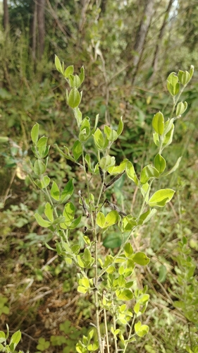 Cytisus villosus, photograph 1