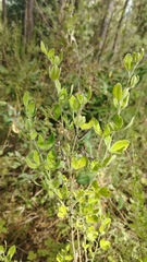Cytisus villosus
