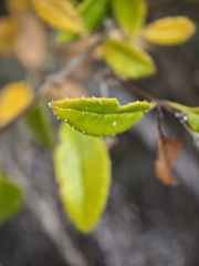 Rubia fruticosa