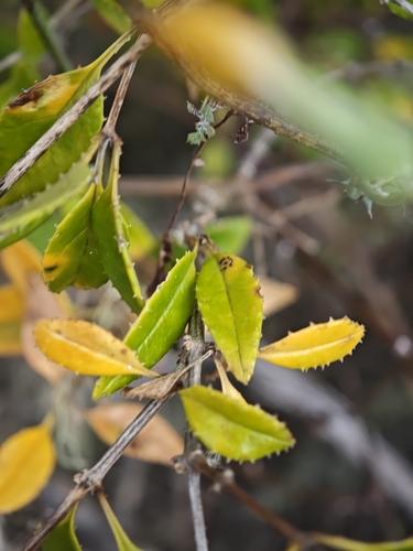Rubia fruticosa, photograph 2