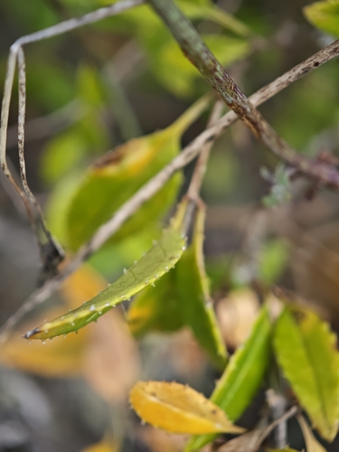 Rubia fruticosa, photograph 3