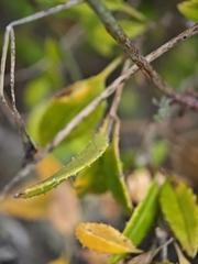 Rubia fruticosa, photograph (c) Daniel Heras González, some rights reserved (CC BY)