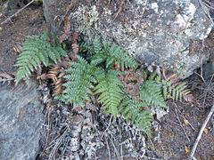 Polystichum neozelandicum zerophyllum × vestitum