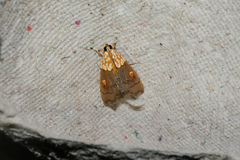 Agrotera