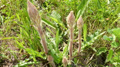 Orobanche picridis