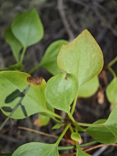 Rumex lunaria, photograph 5