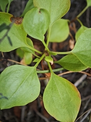 Rumex lunaria, photograph (c) Daniel Heras González, some rights reserved (CC BY)
