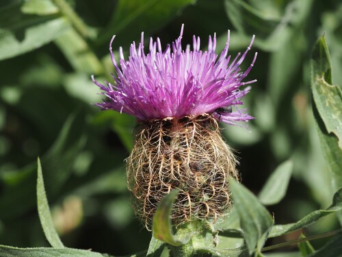 Centaurea uniflora, photograph 5