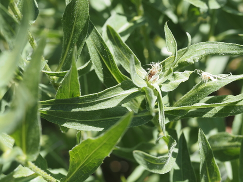 Centaurea uniflora, photograph 6