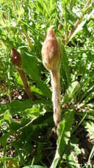 Orobanche picridis