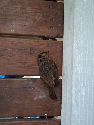 European Robin