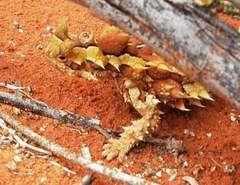 Moloch horridus