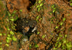 Breviceps mossambicus