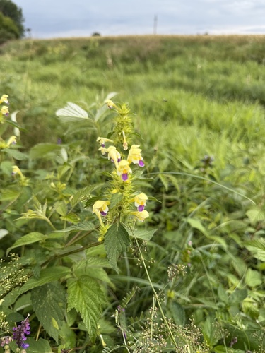 Large-flowered Hemp-nettle