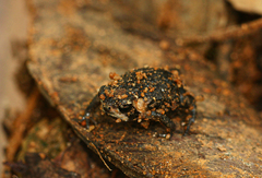 Breviceps mossambicus