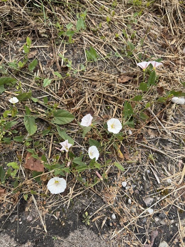 field bindweed