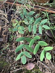 Tipuana tipu