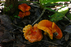 Cantharellus platyphyllus