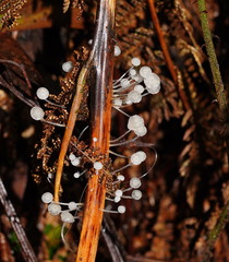 Mycena albidocapillaris