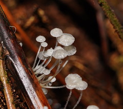 Mycena albidocapillaris