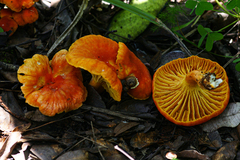 Cantharellus platyphyllus
